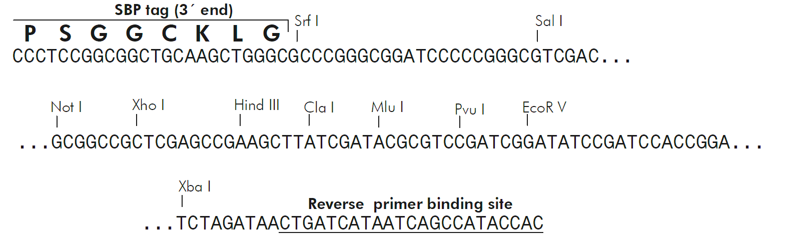 pNTAP-Shuttle-A 多克隆位点 点击看大图 pNTAP-Shuttle-A 多克隆位点
